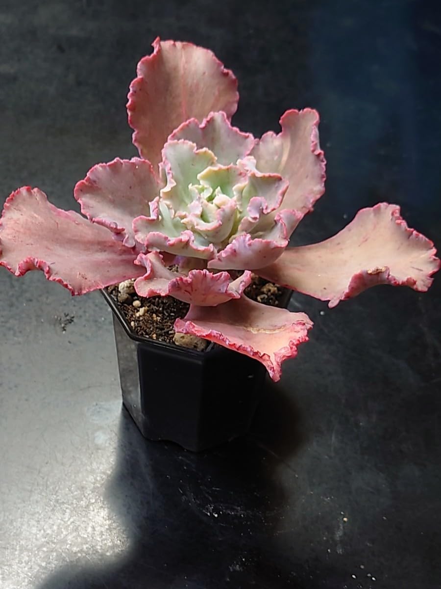 クレオパトラ(特大苗)◎多肉植物 カット苗 韓国苗 エケベリア等